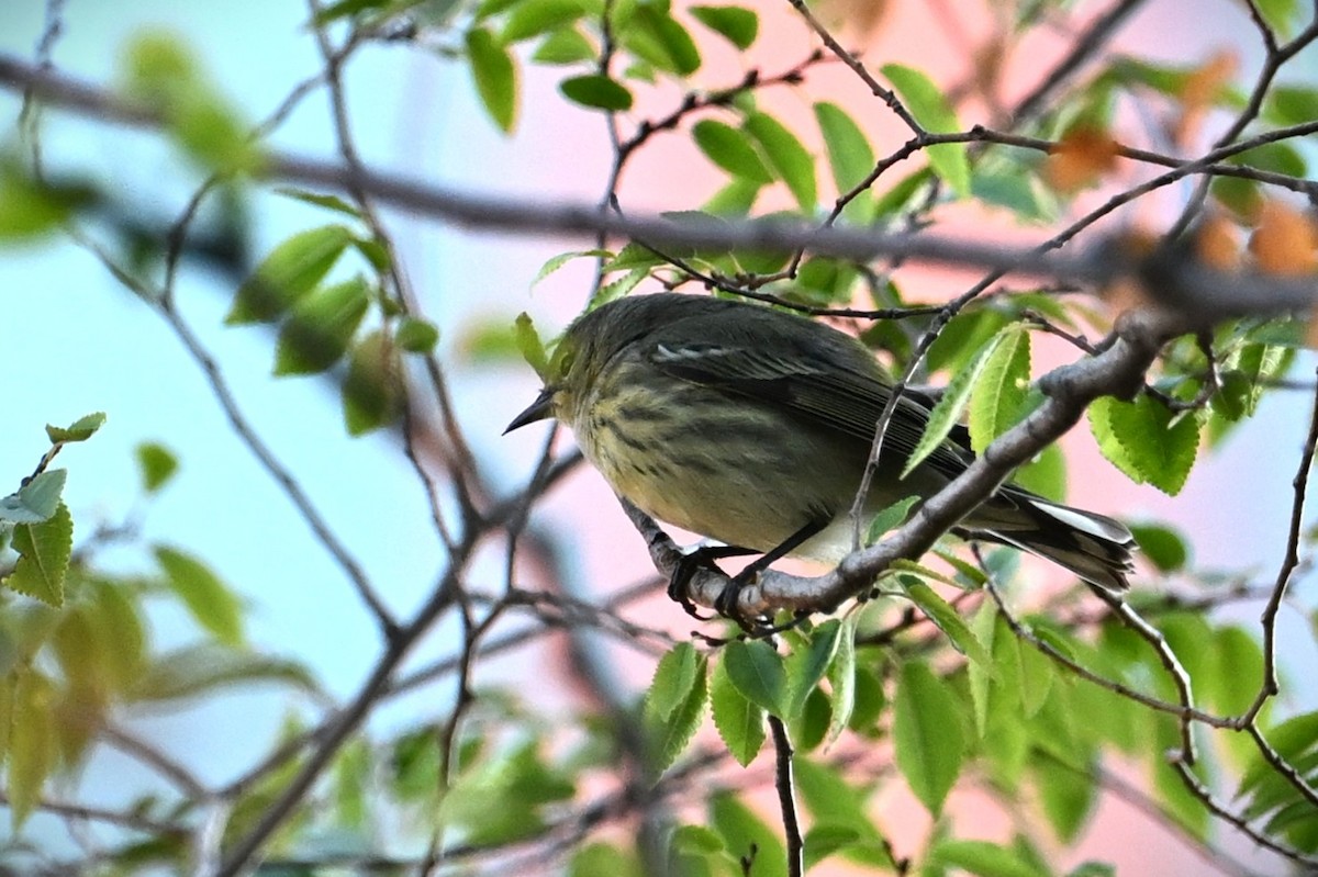 Cape May Warbler - ML642569505