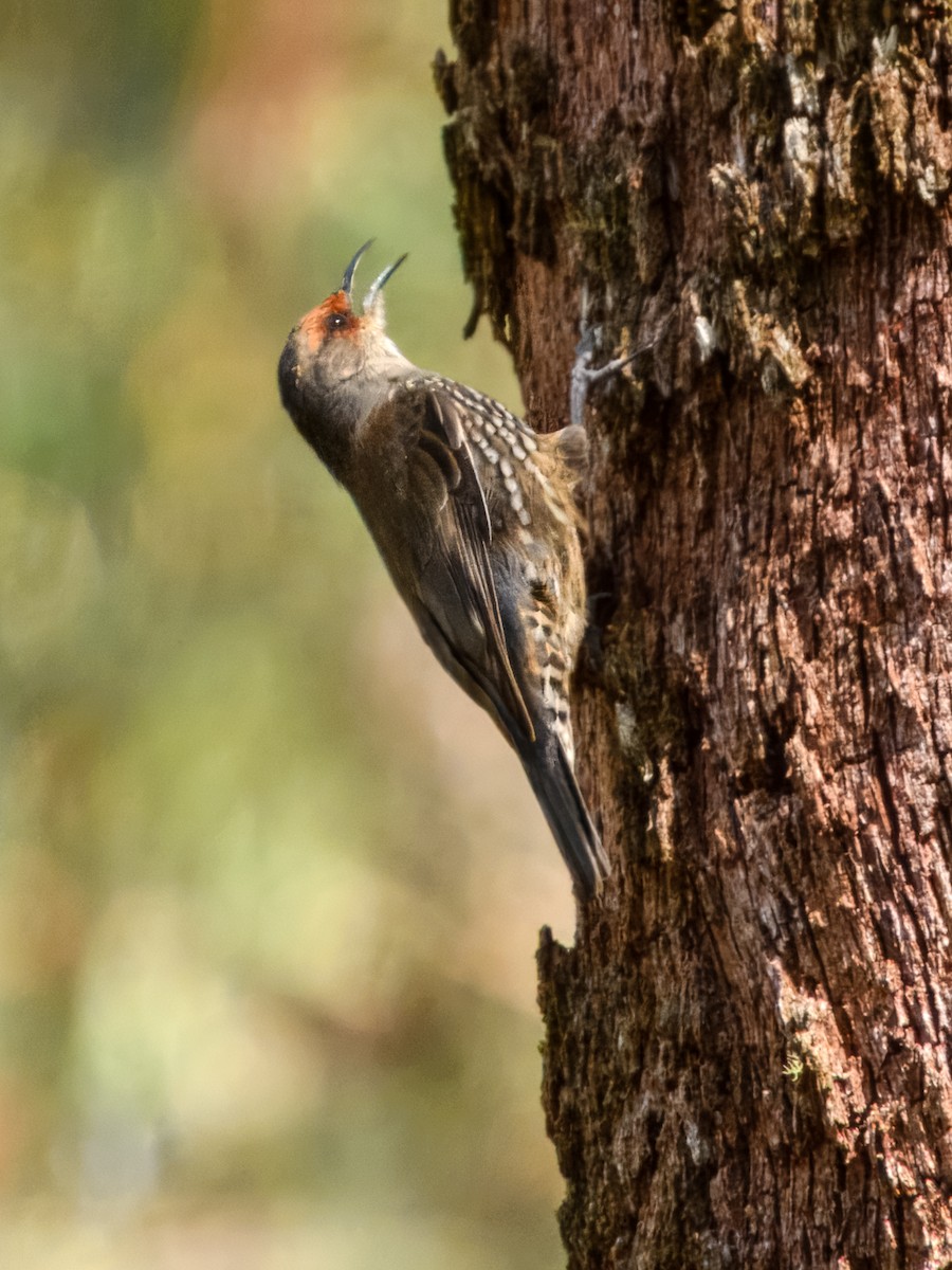 Red-browed Treecreeper - ML642569507