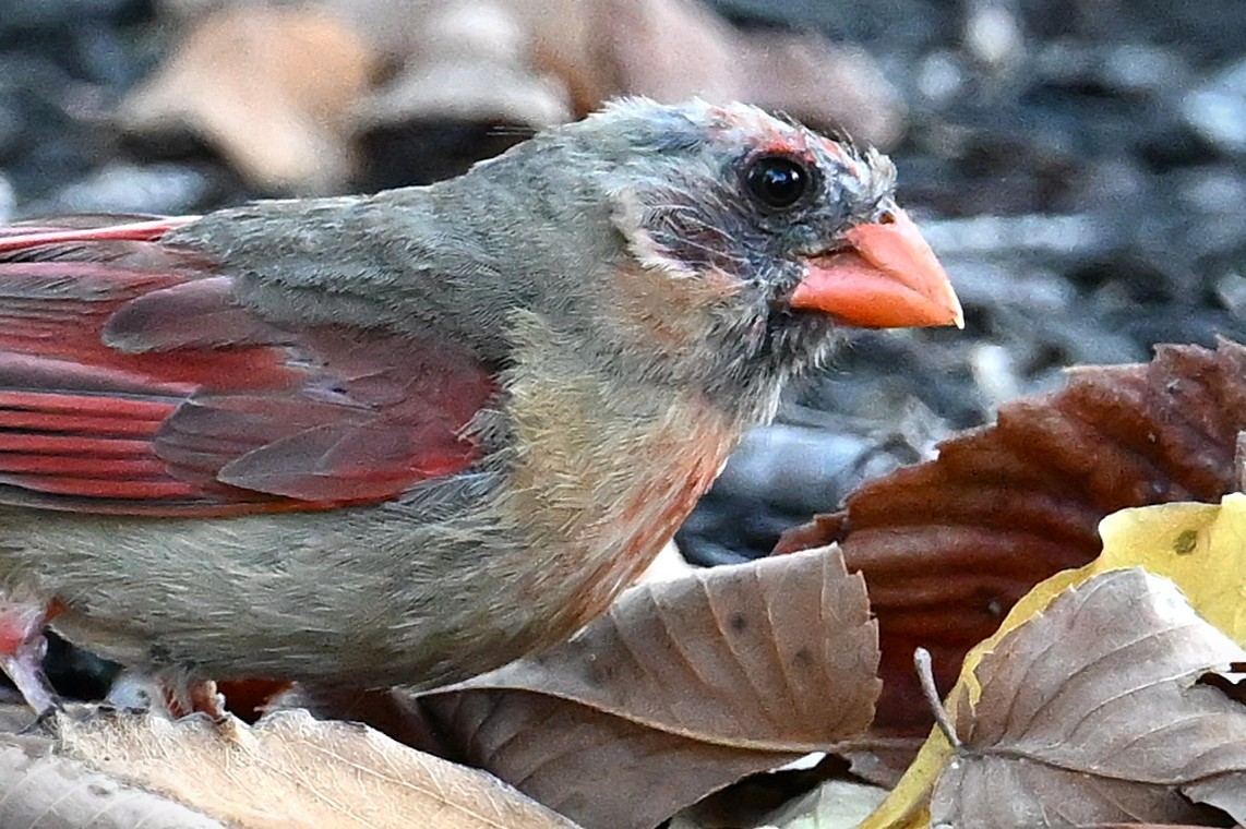 Northern Cardinal - ML642569516