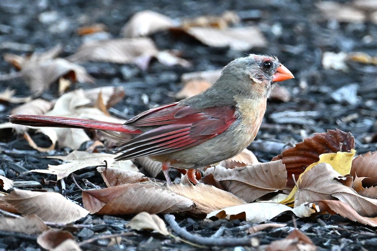 Northern Cardinal - ML642569517