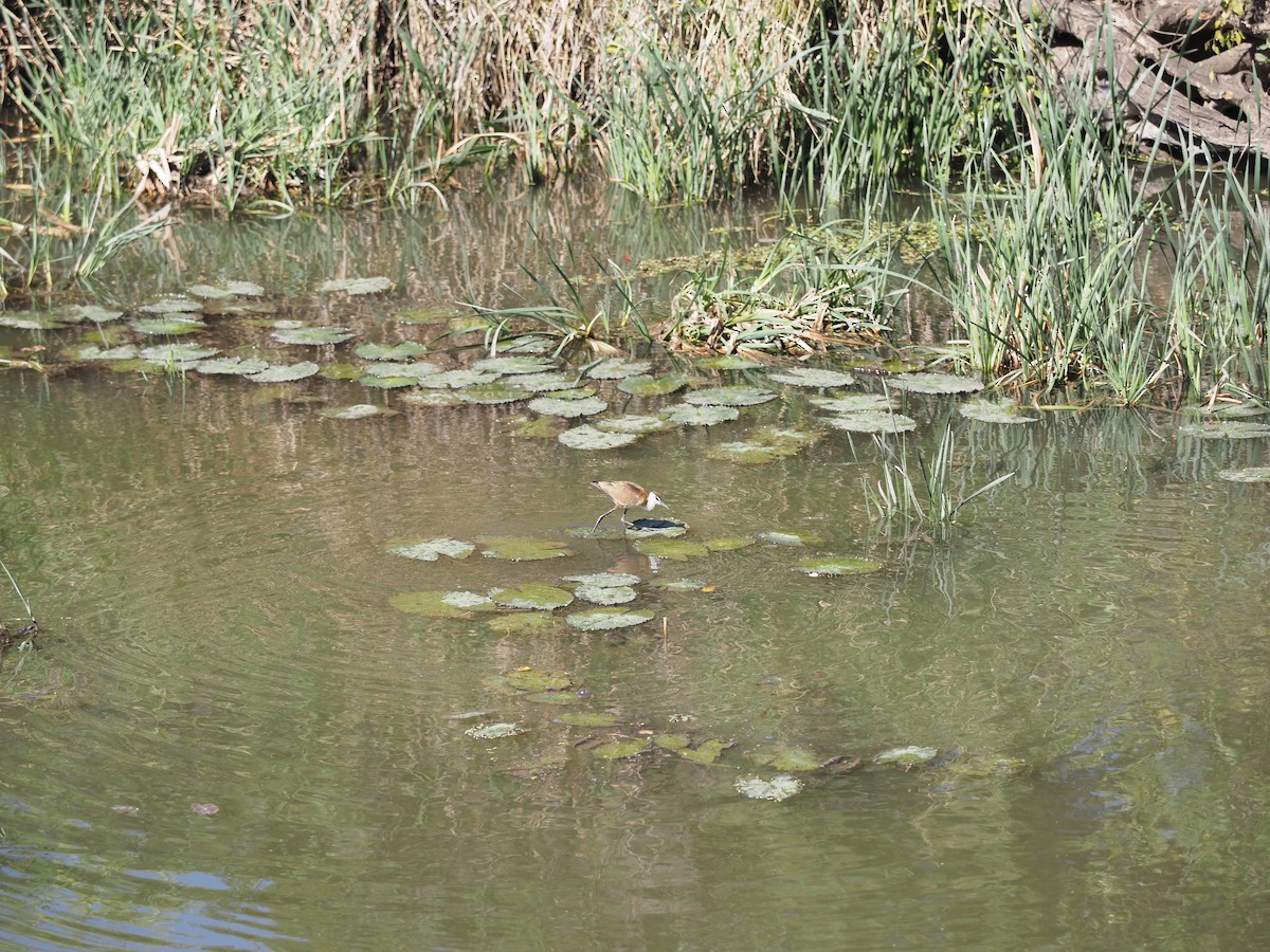 African Jacana - ML642569523