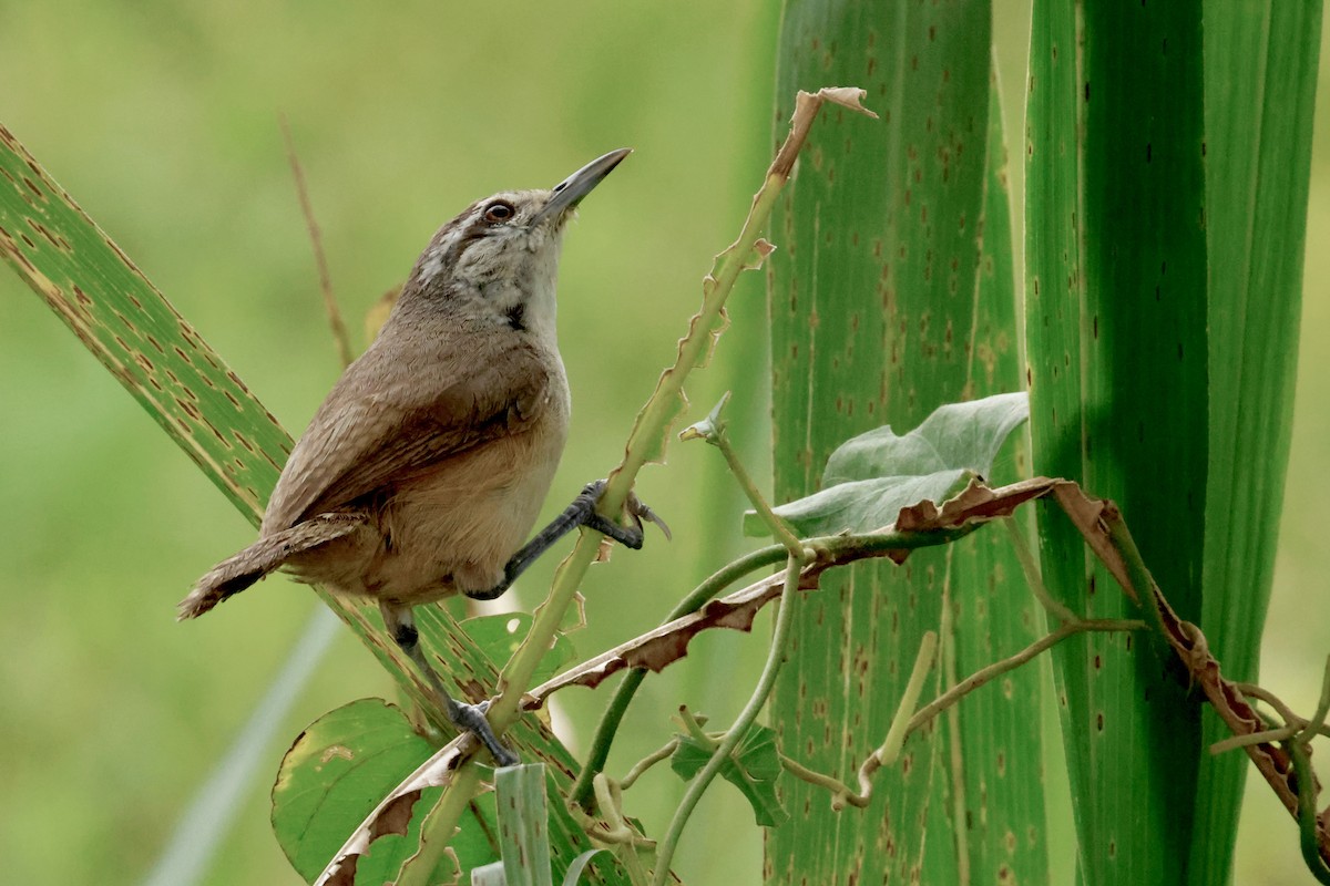 Isthmian Wren - ML642569524
