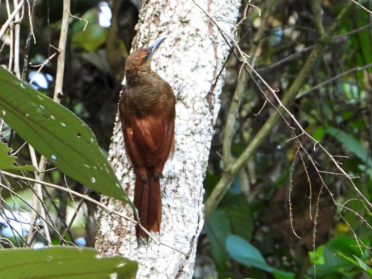 Northern Barred-Woodcreeper - ML642569525