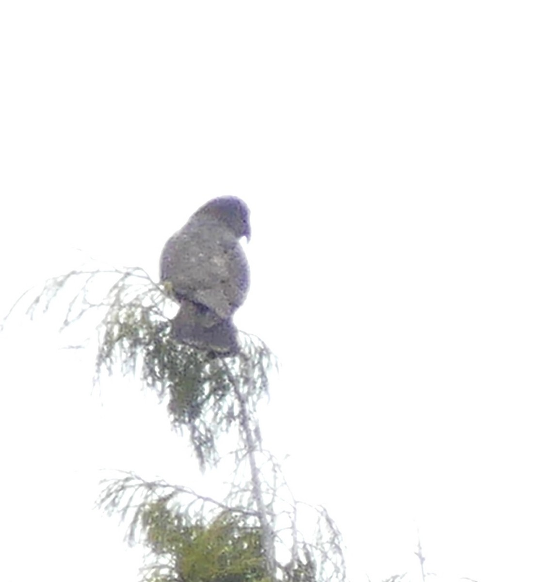 New Zealand Kaka - ML642569537