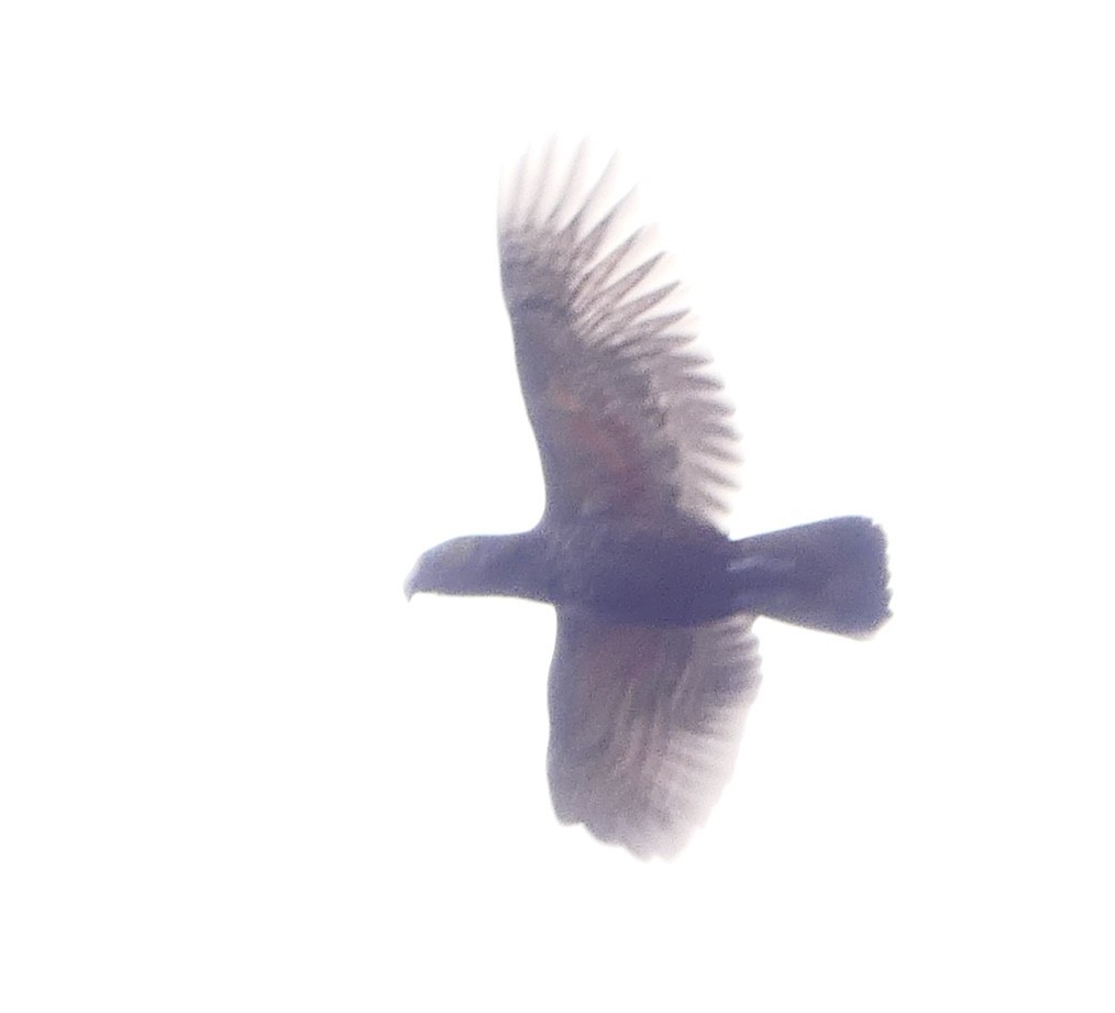 New Zealand Kaka - ML642569539