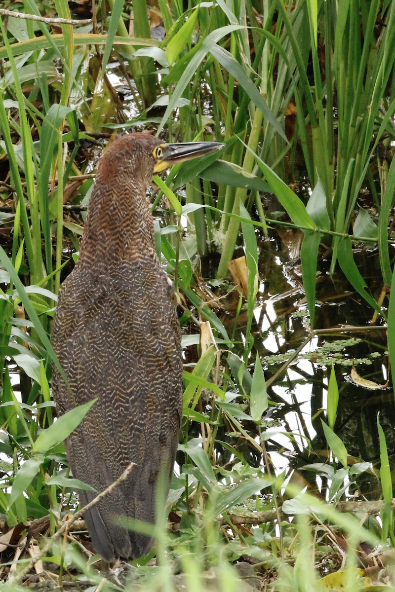 Rufescent Tiger-Heron - ML642569543