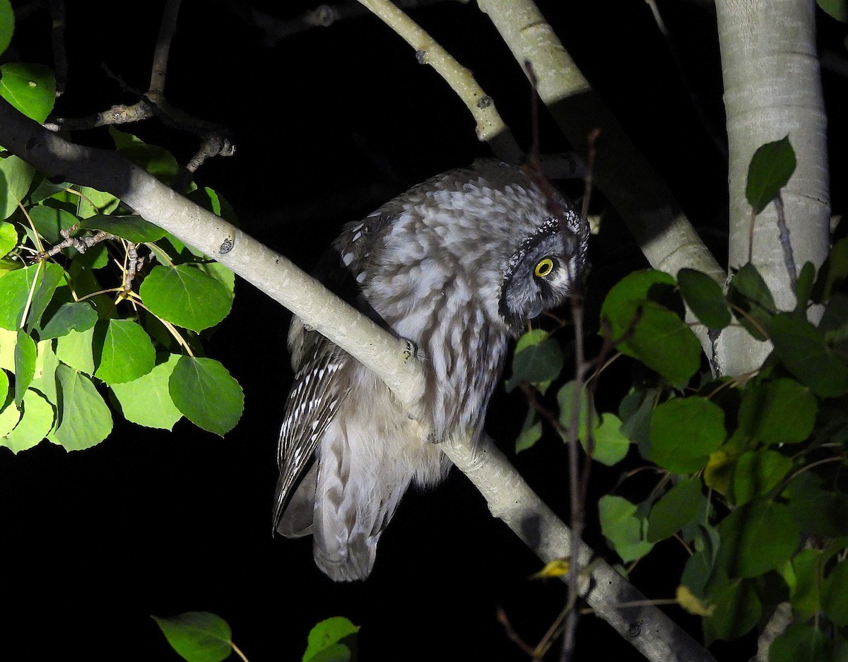 Boreal Owl (Richardson's) - ML642569544