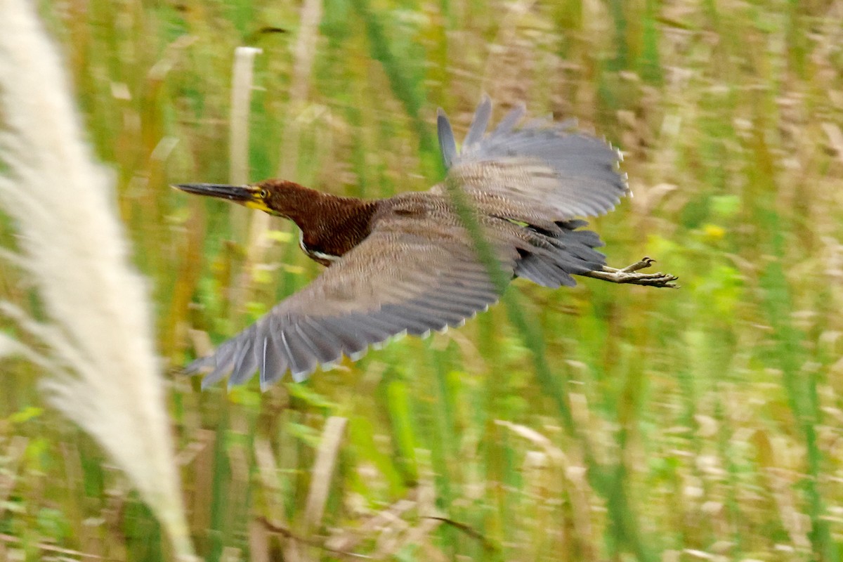 Rufescent Tiger-Heron - ML642569552