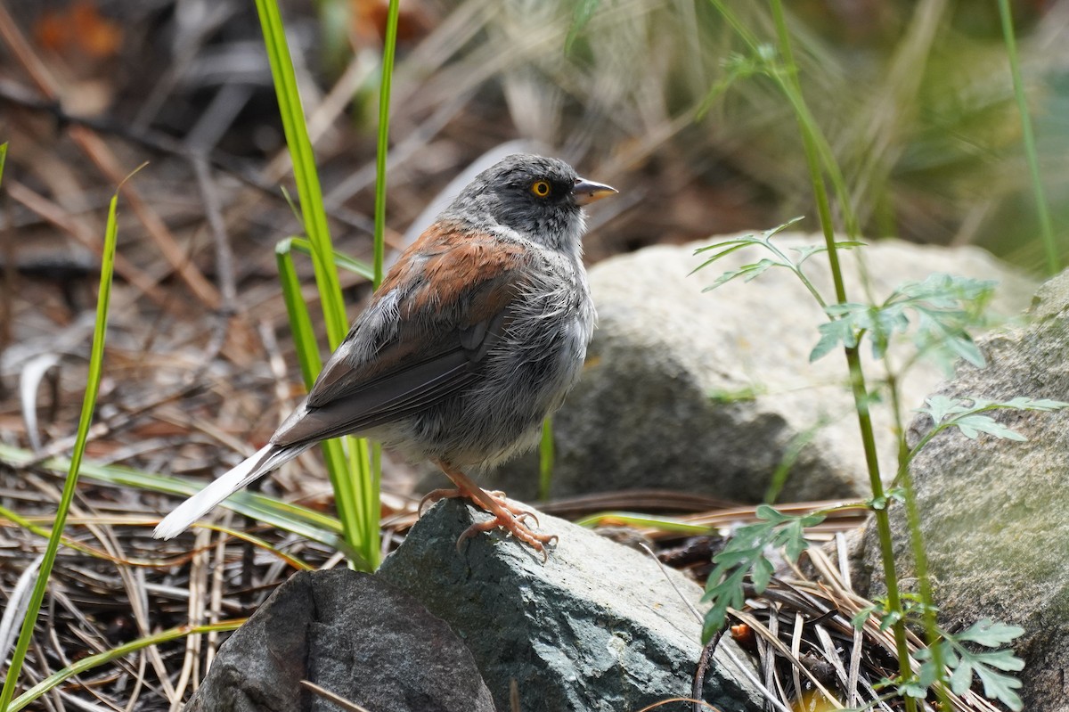 Yellow-eyed Junco - ML642569577