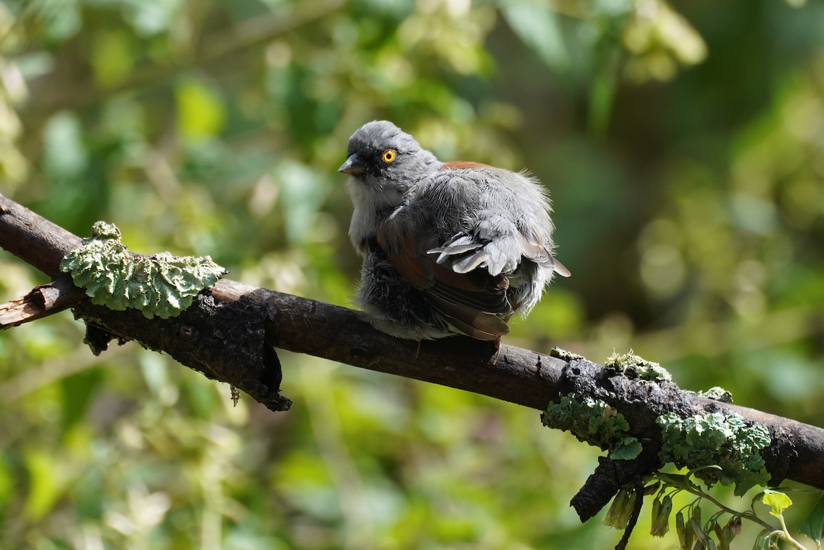 Yellow-eyed Junco - ML642569578