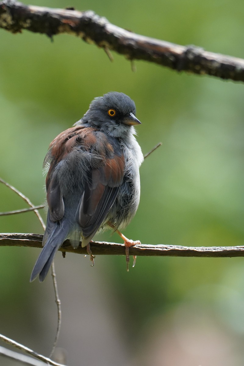 Yellow-eyed Junco - ML642569580
