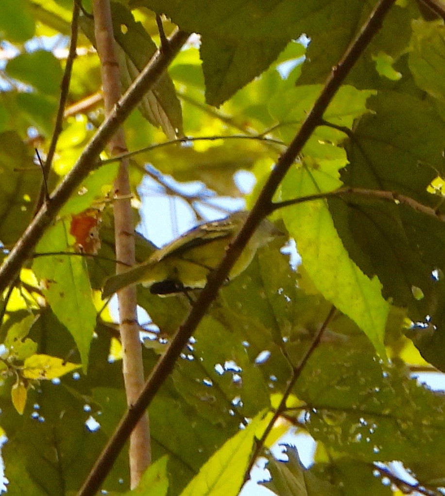 Yellow-crowned Tyrannulet - ML642569581