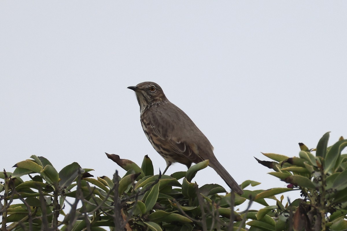 Sage Thrasher - ML642569584
