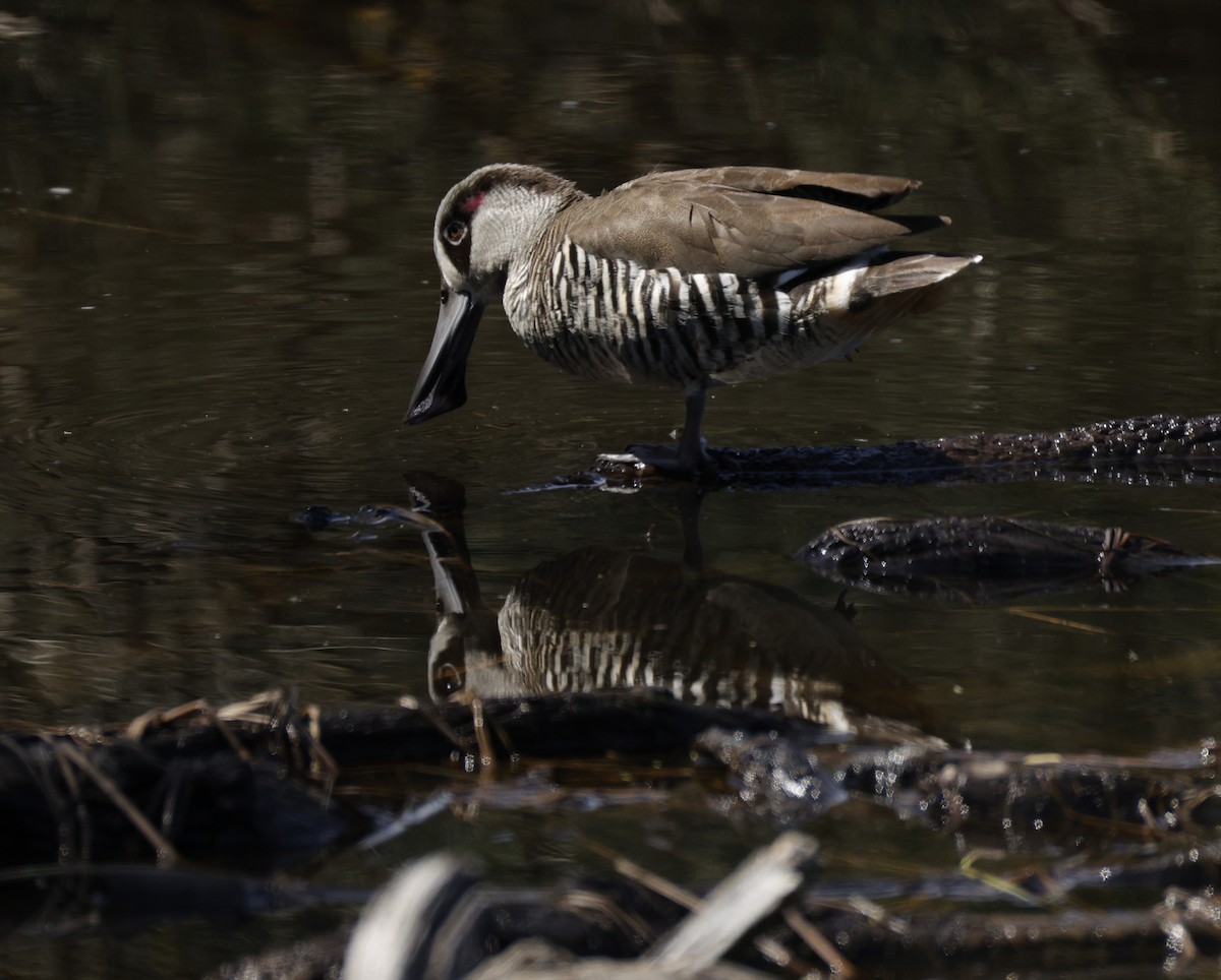 Pink-eared Duck - ML642569585