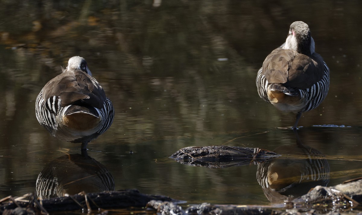 Pink-eared Duck - ML642569586
