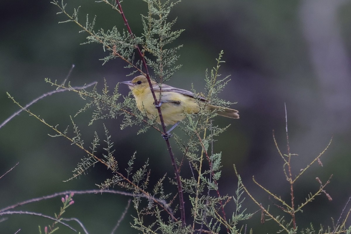 Orchard Oriole - ML642569589