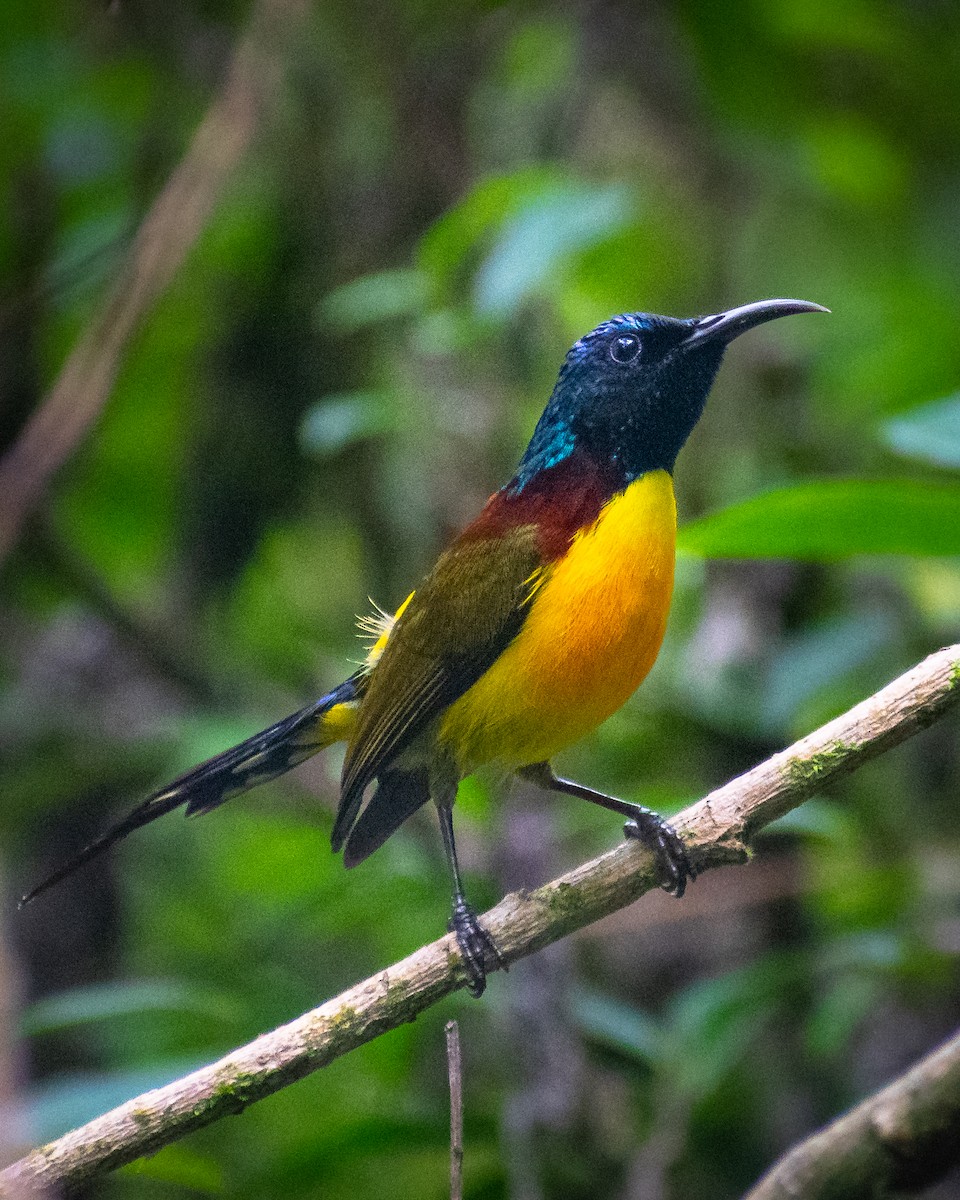 Green-tailed Sunbird - ML642569591