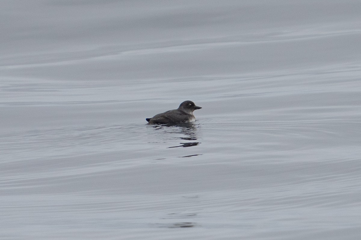 Cassin's Auklet - ML642569601