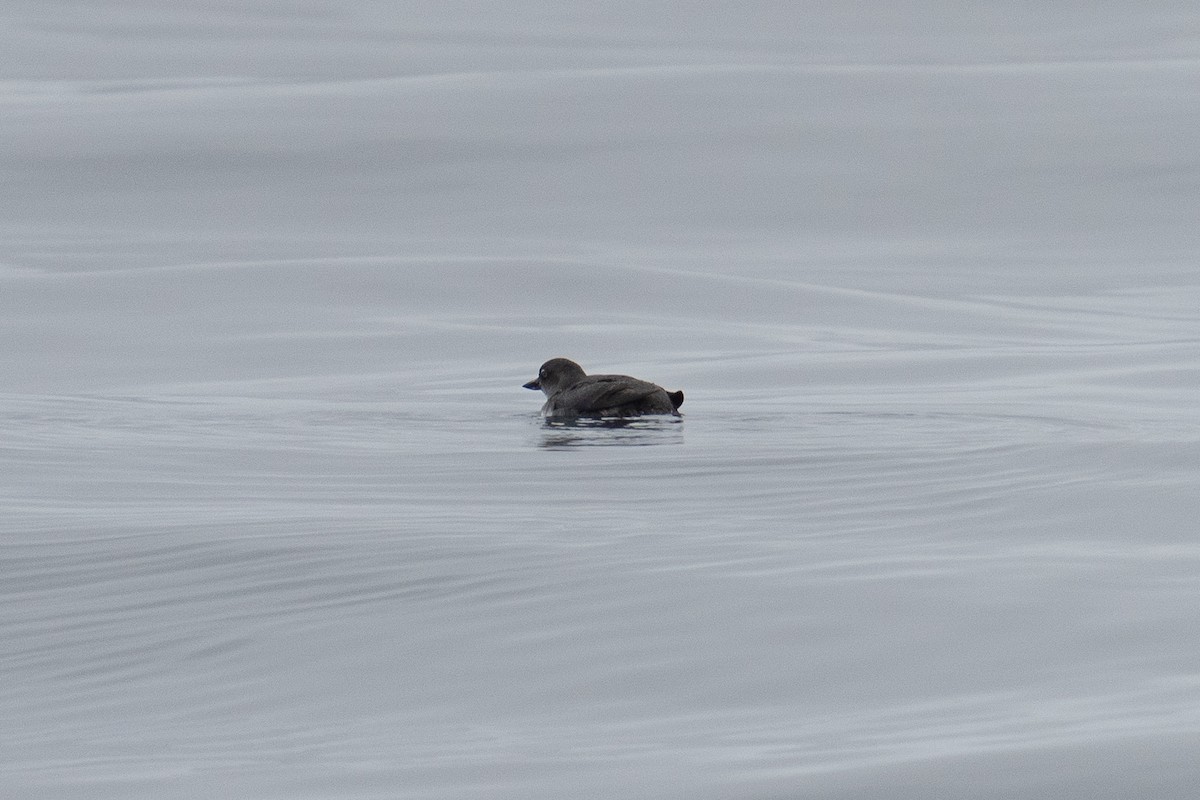 Cassin's Auklet - ML642569620