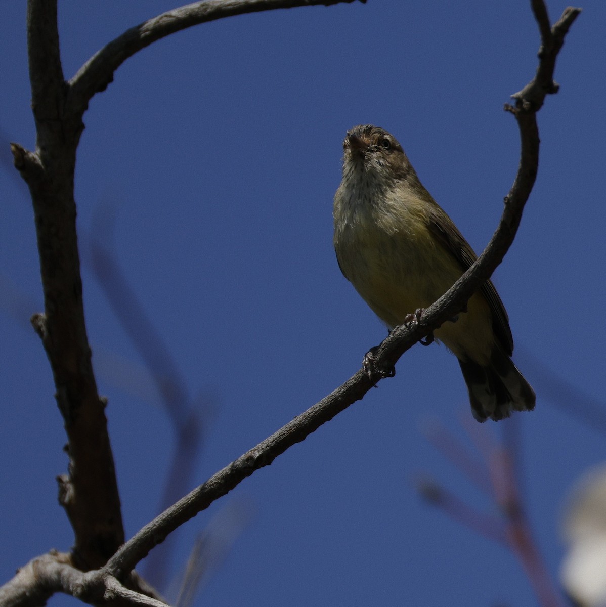 Weebill - ML642569678