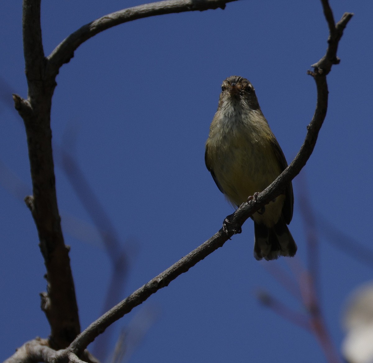 Weebill - ML642569679
