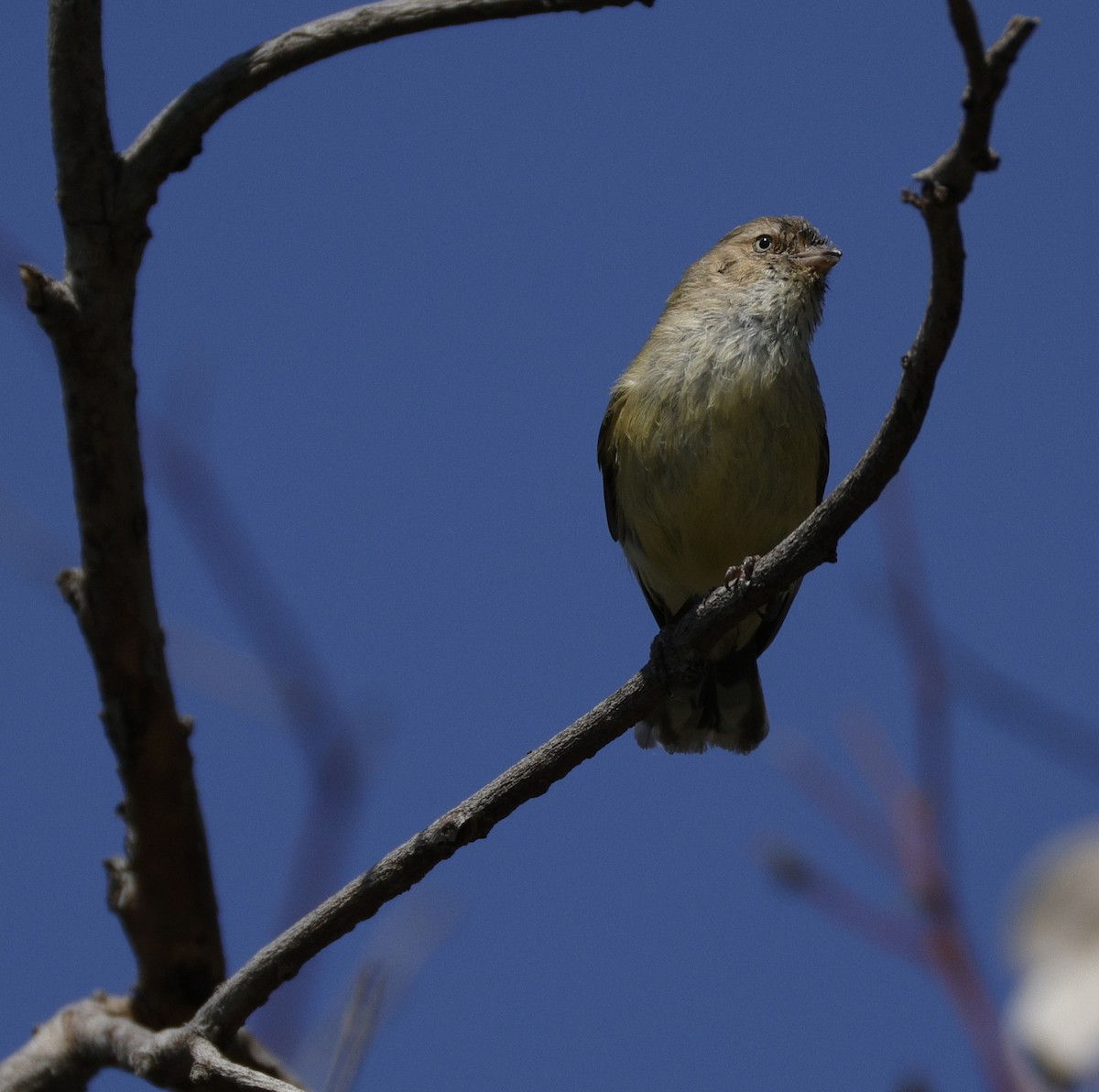 Weebill - ML642569680