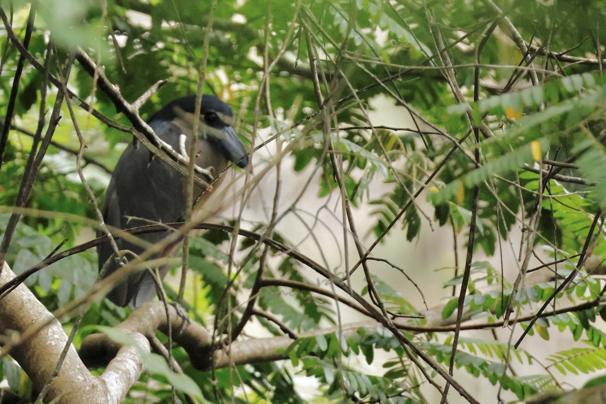 Boat-billed Heron - ML642569749