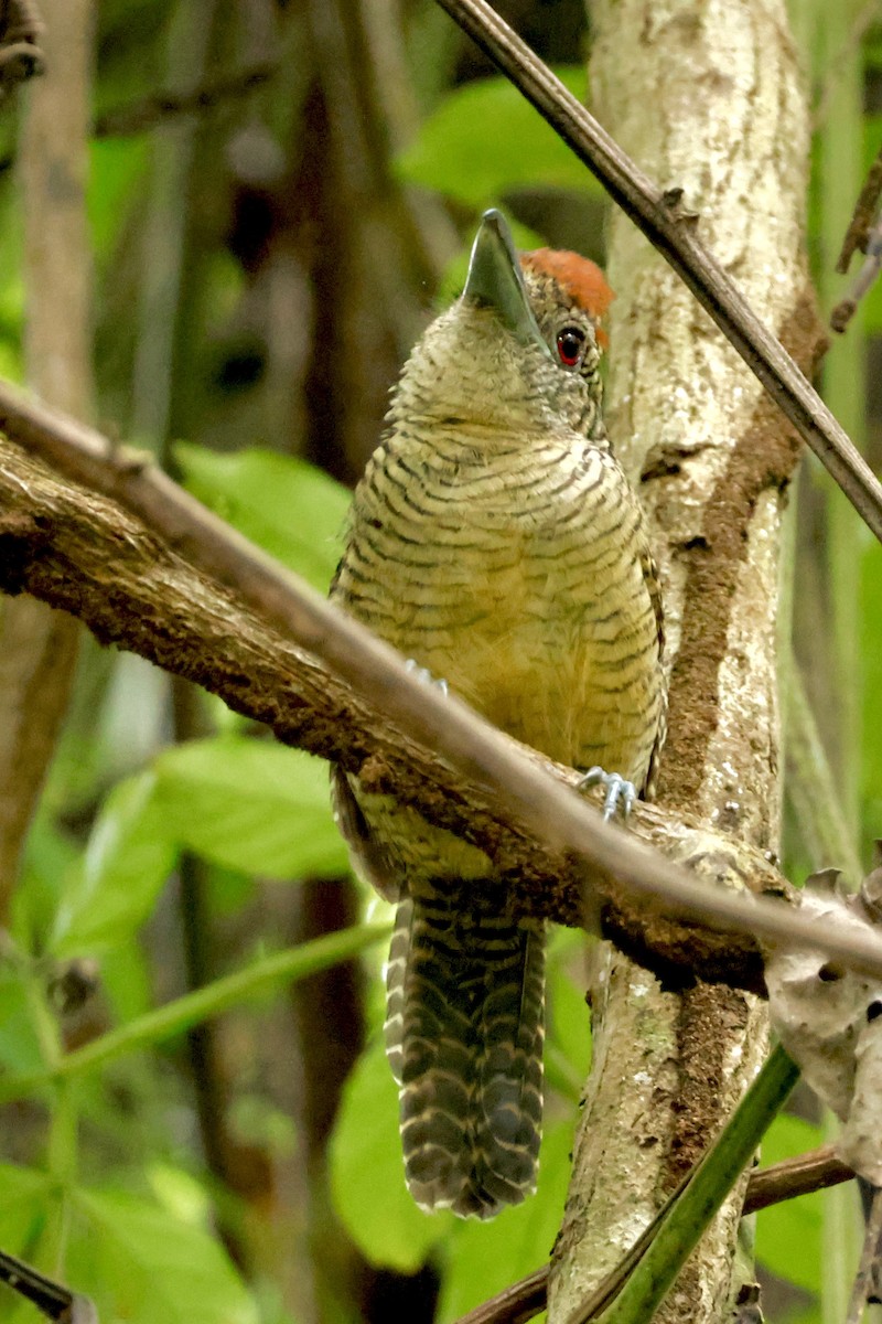 Fasciated Antshrike - ML642569754