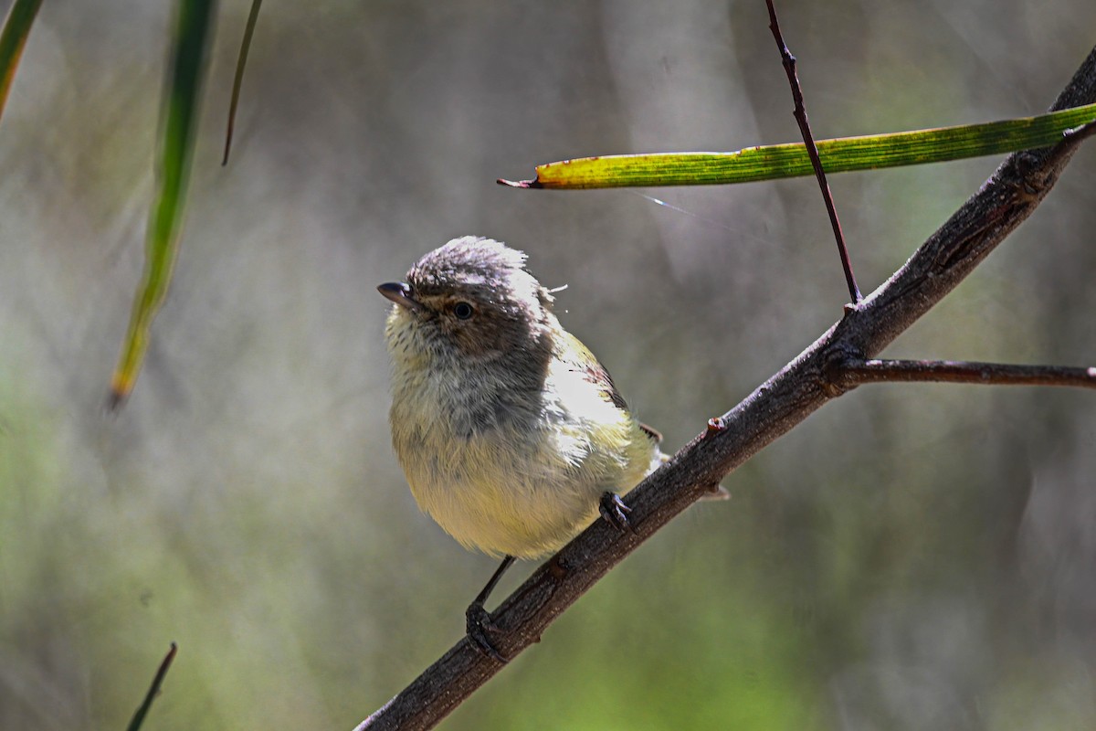 Weebill - ML642569756