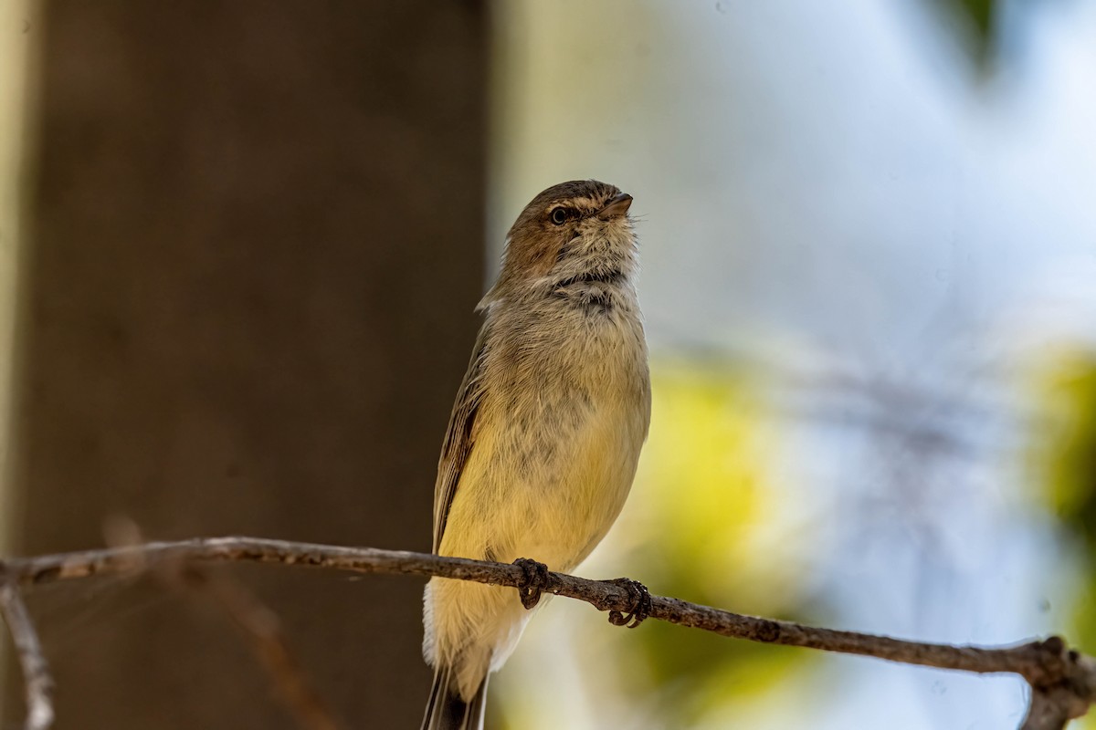 Weebill - ML642569757