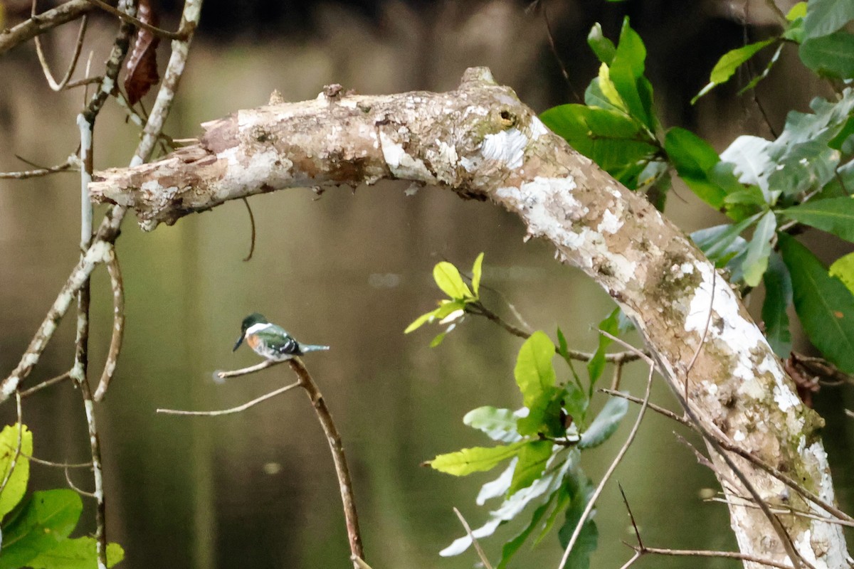 Green Kingfisher - ML642569764