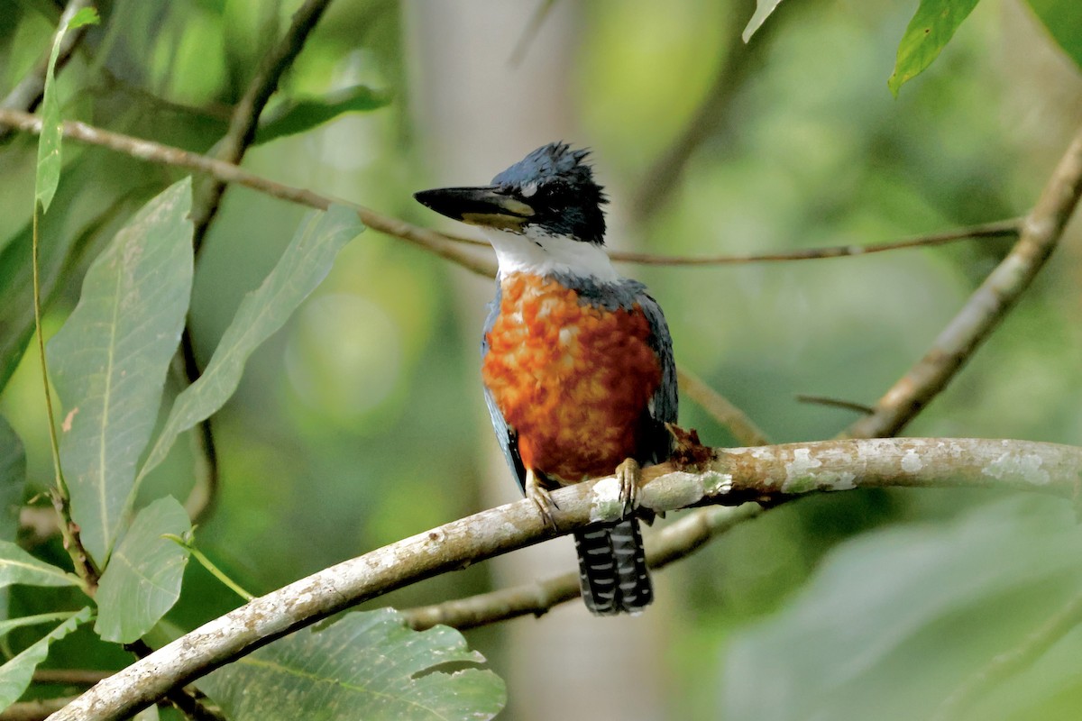 Ringed Kingfisher - ML642569776