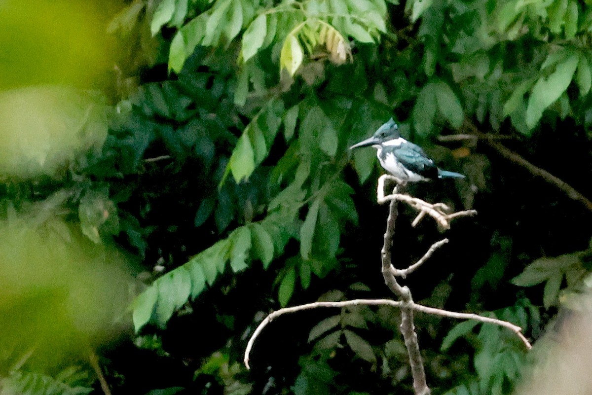 Amazon Kingfisher - ML642569783