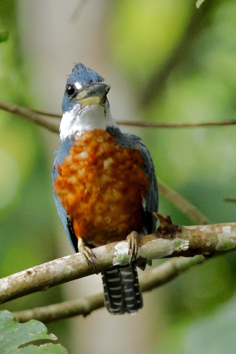 Ringed Kingfisher - ML642569787