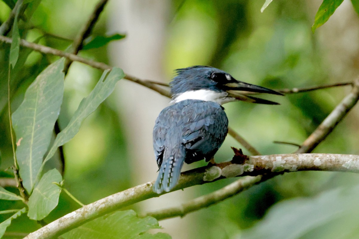 Ringed Kingfisher - ML642569793