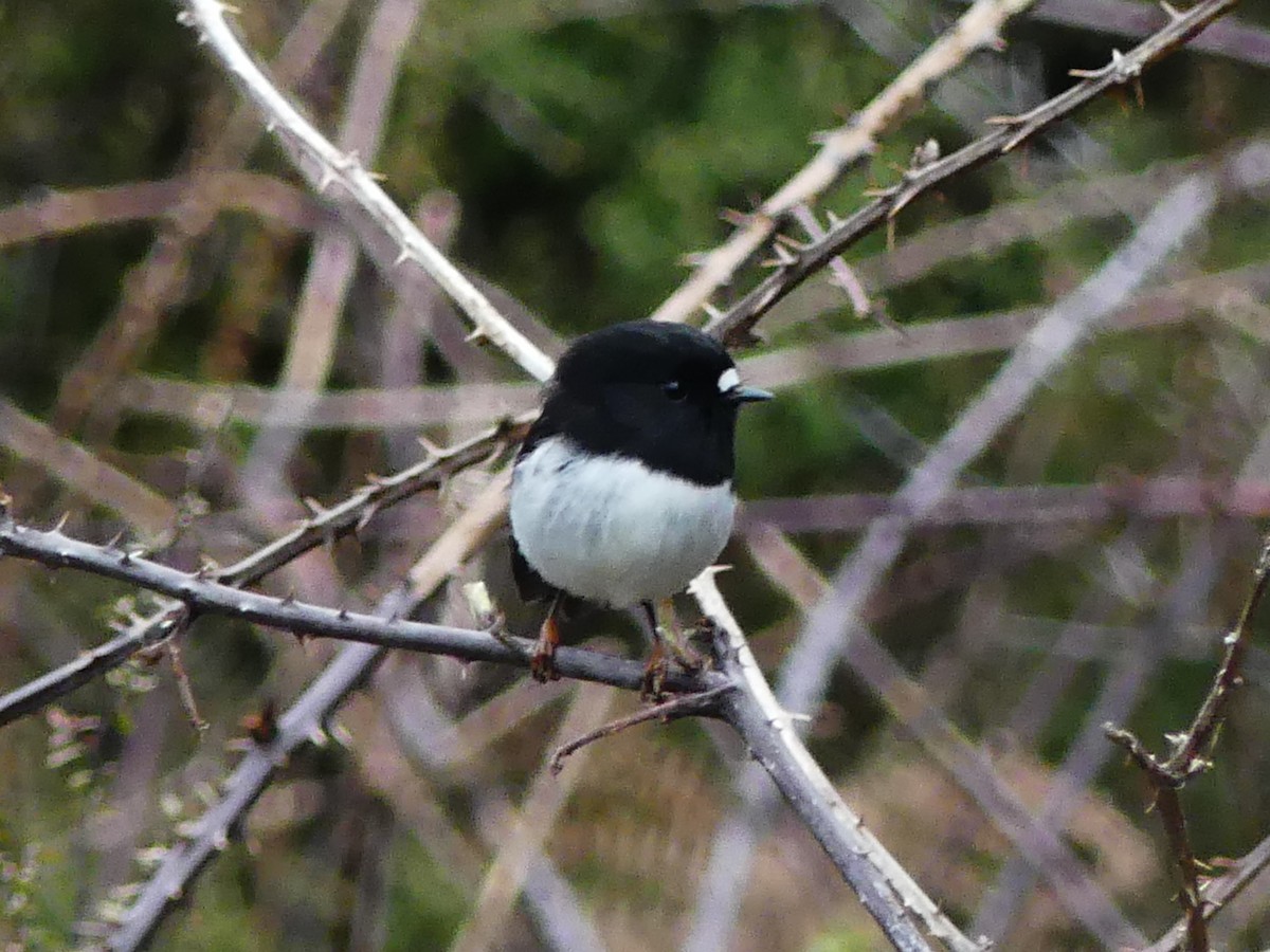 Tomtit Bülbülü - ML642569826