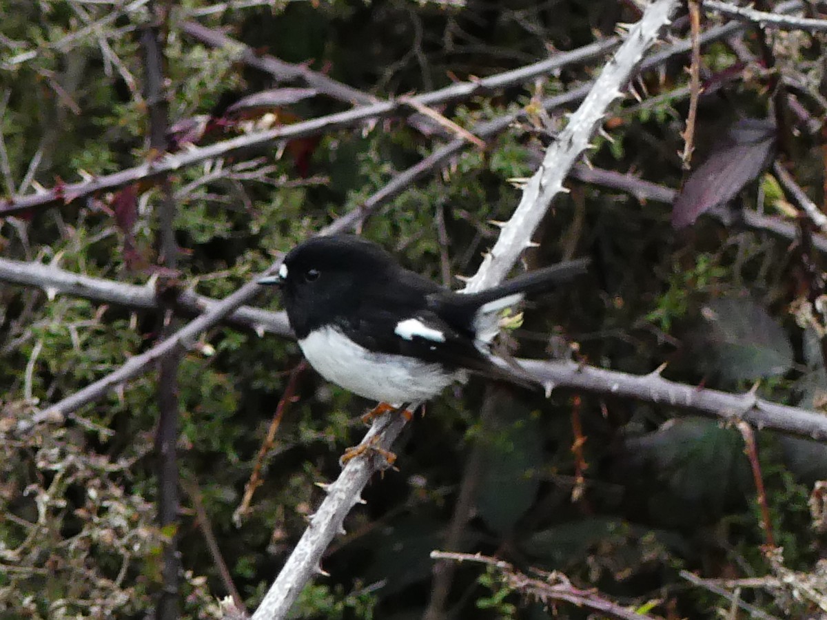 Tomtit Bülbülü - ML642569827