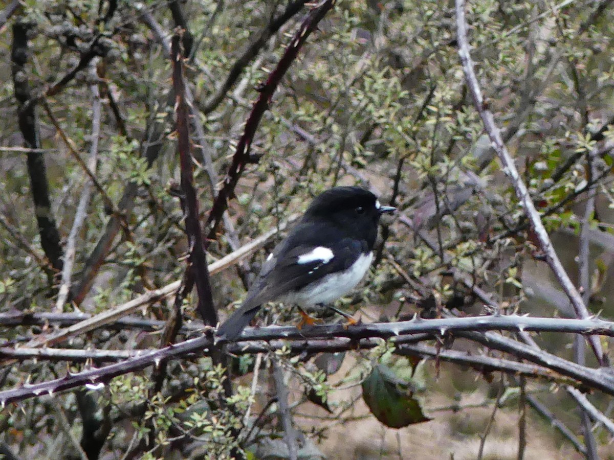Tomtit Bülbülü - ML642569828