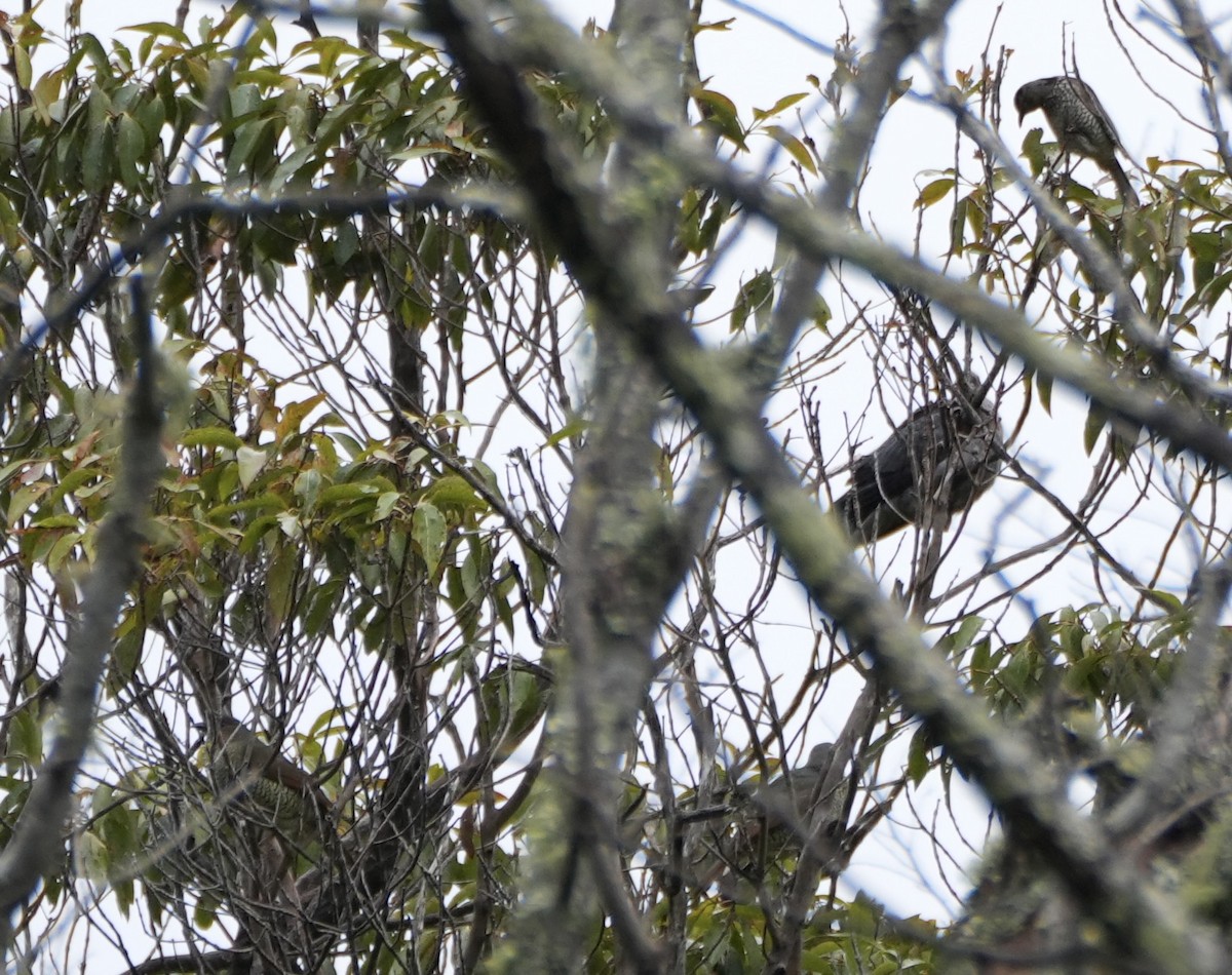 Satin Bowerbird - ML642569845