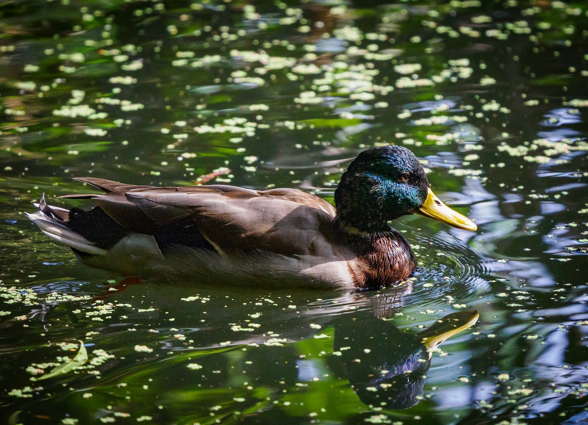 Mallard - ML642569860