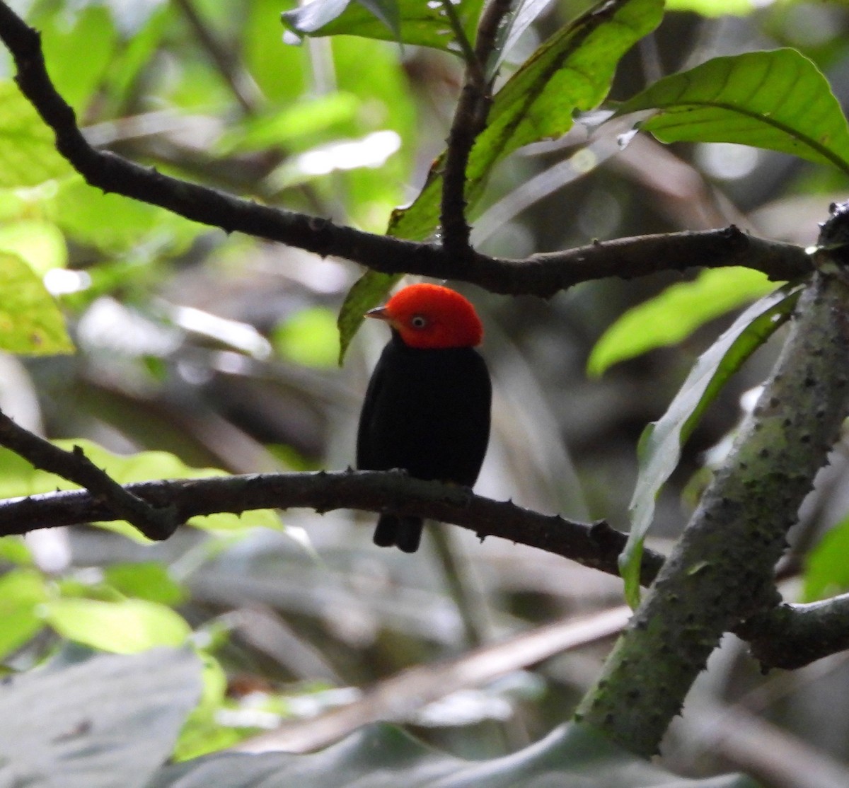 Red-capped Manakin - ML642569889