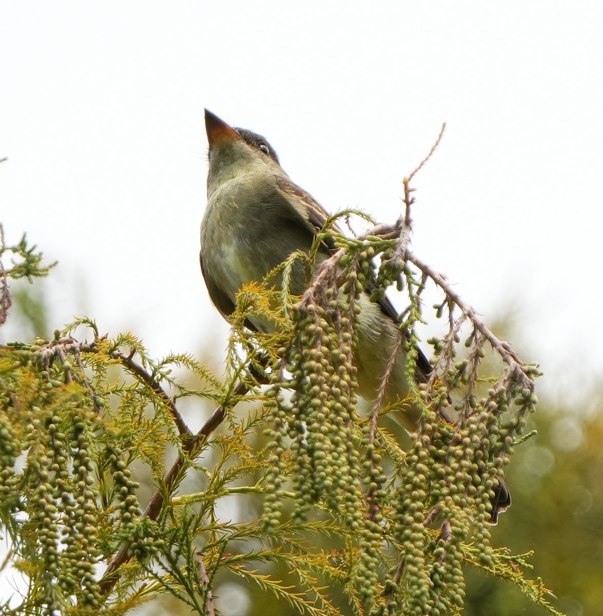 Eastern Wood-Pewee - ML642569929