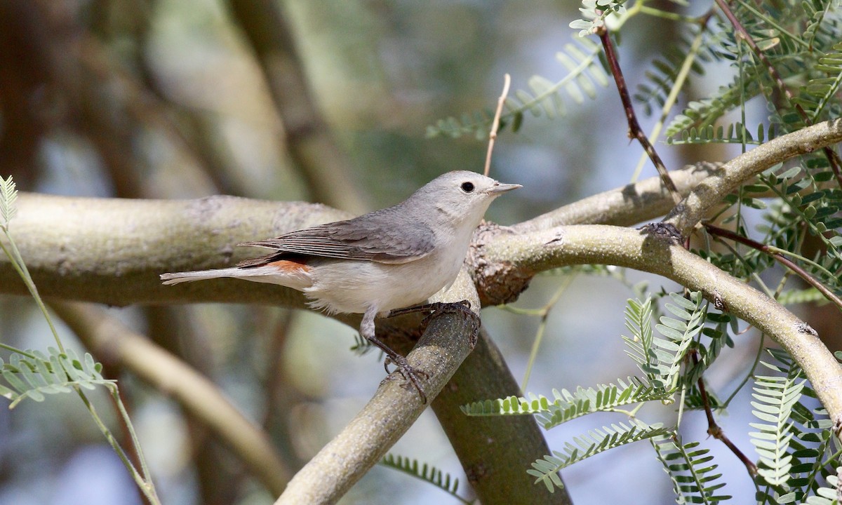 Lucy's Warbler - ML642570000