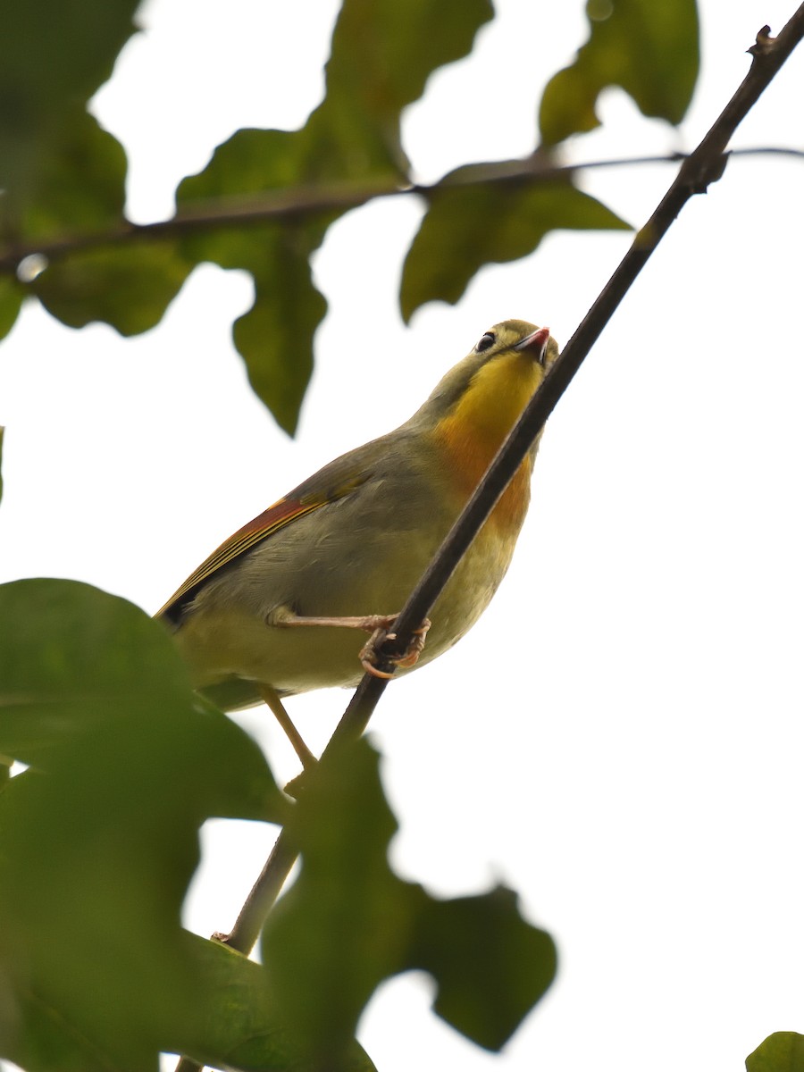 Red-billed Leiothrix - ML642570019