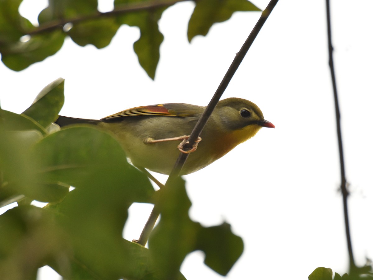 Red-billed Leiothrix - ML642570020