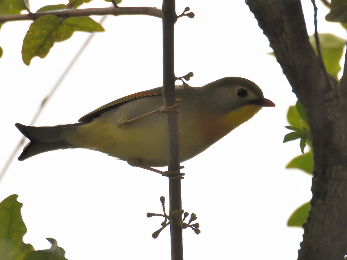 Red-billed Leiothrix - ML642570021