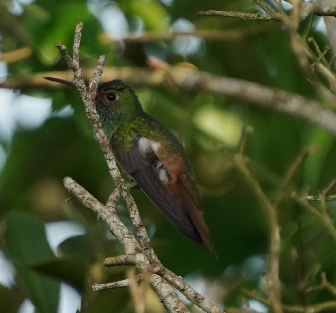 Buff-bellied Hummingbird - ML642570023