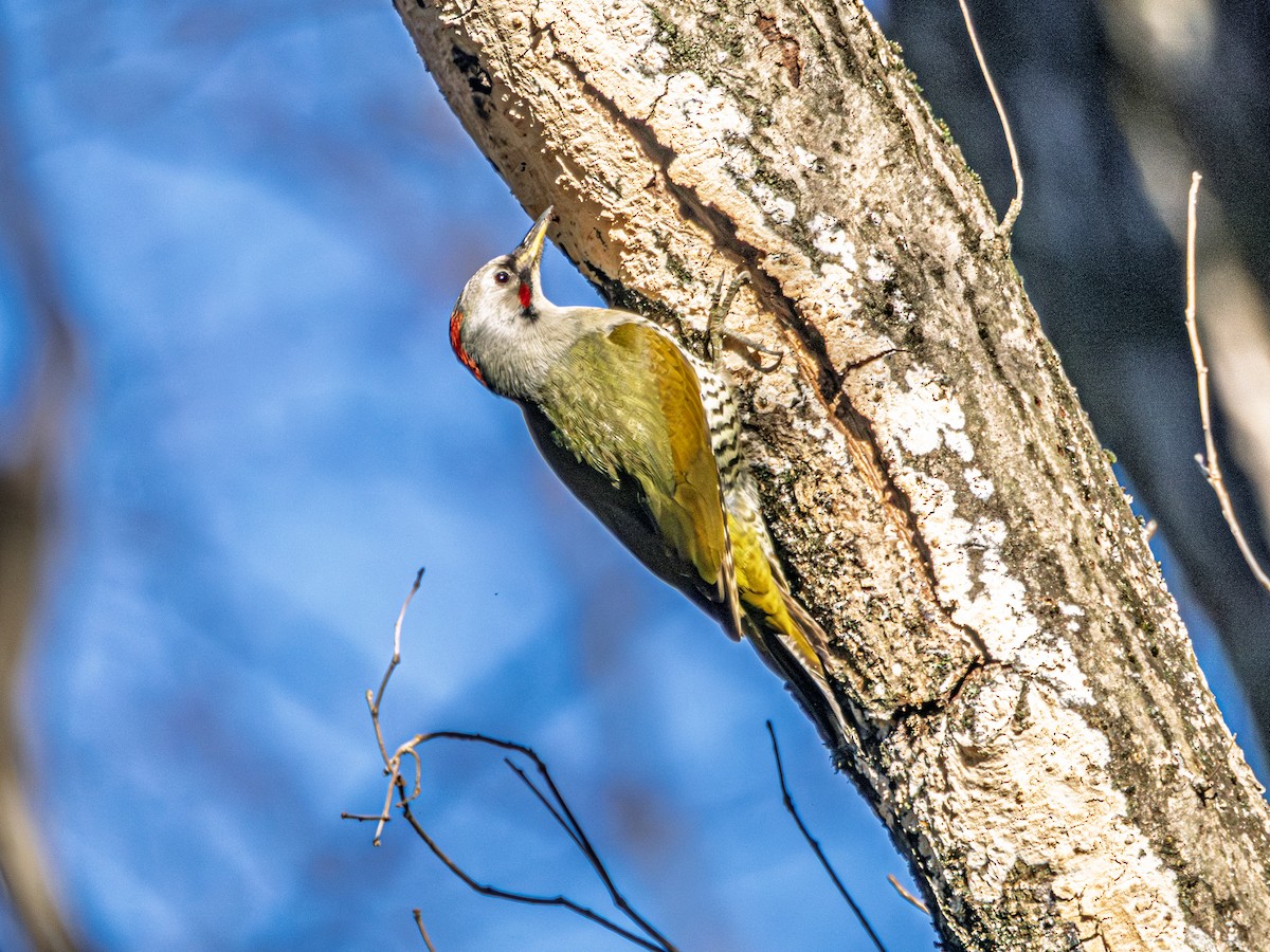 Japanese Woodpecker - ML642570045