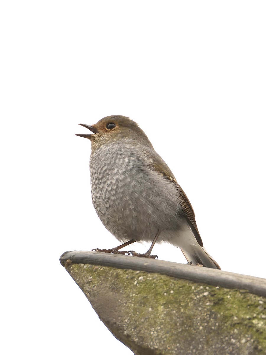 Plumbeous Redstart - ML642570058