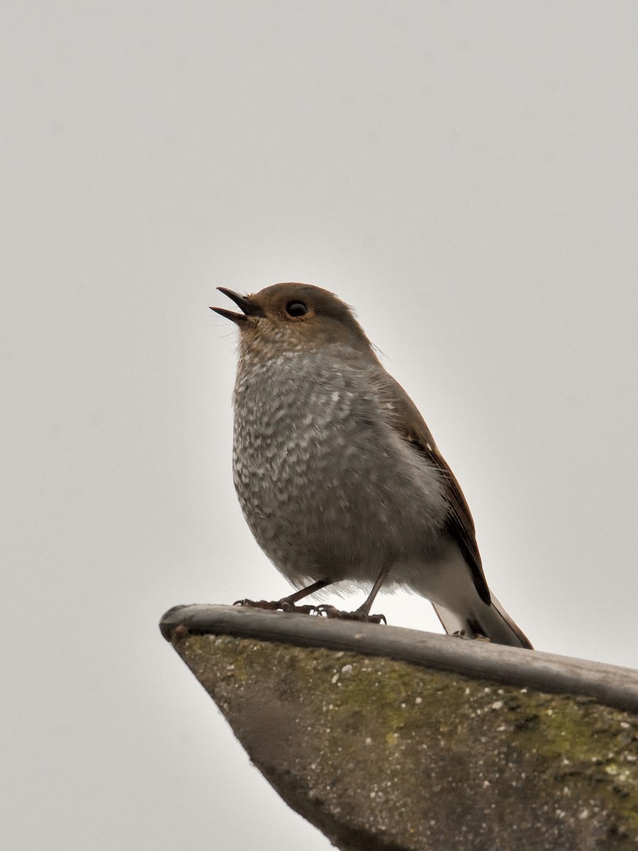 Plumbeous Redstart - ML642570059